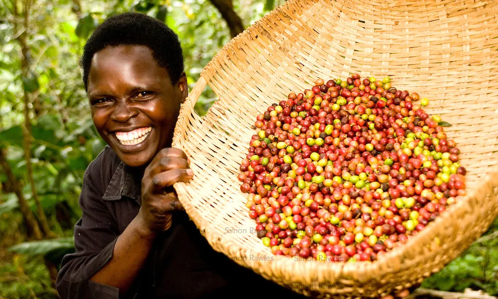 Uganda cũng là một trong những đất nước xuất khẩu cà phê nổi tiếng 