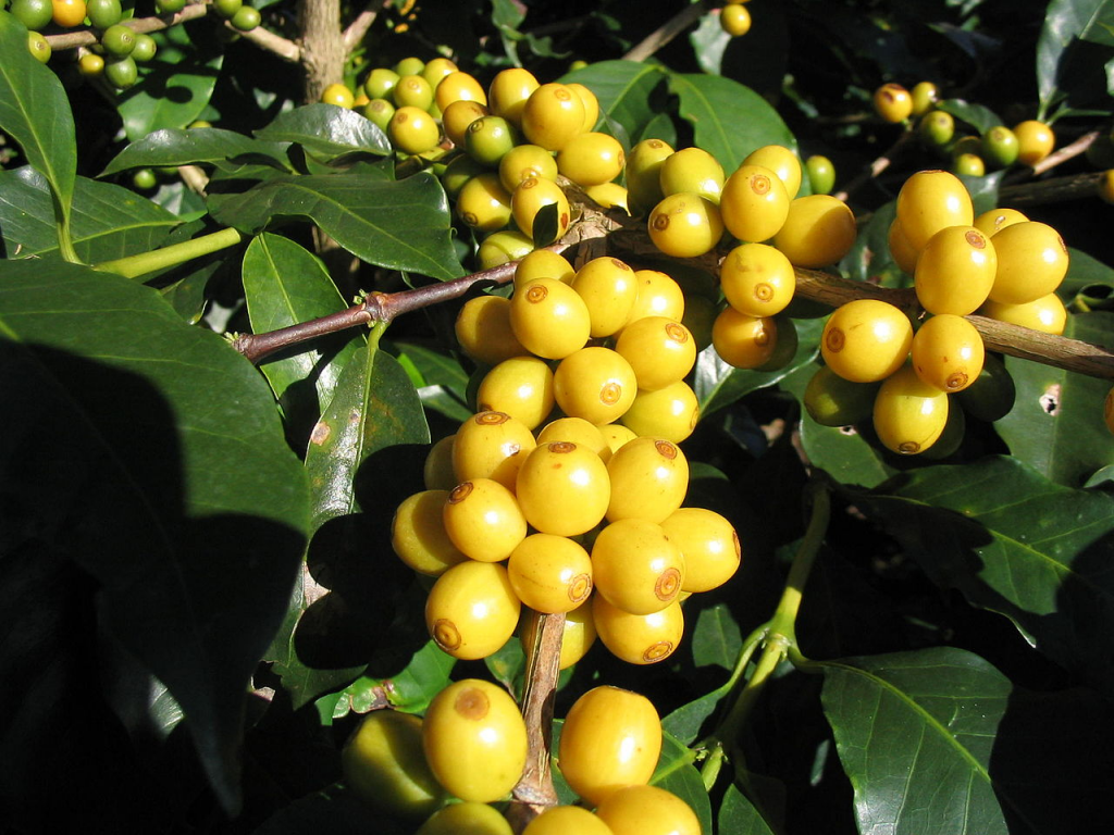 Bourbon cà phê yêu cầu điều kiện trồng trọt khắc nghiệt