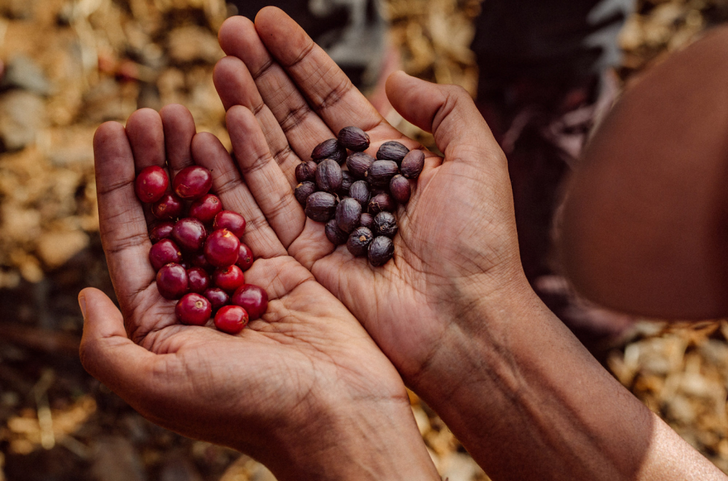 Quả cà phê Ethiopia chín mọng, săn chắc