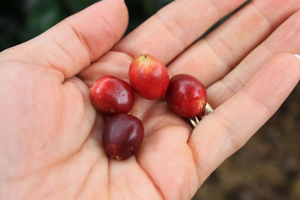 Cà phê Cherry sinh trưởng tốt tại nhiều vùng đất khô hạn