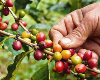 cà phê được trồng nhiều nhất ở vùng nào