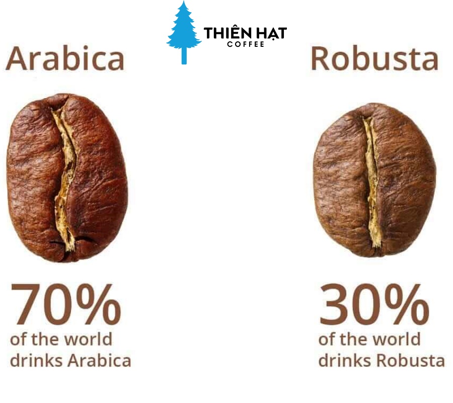 robusta và arabica