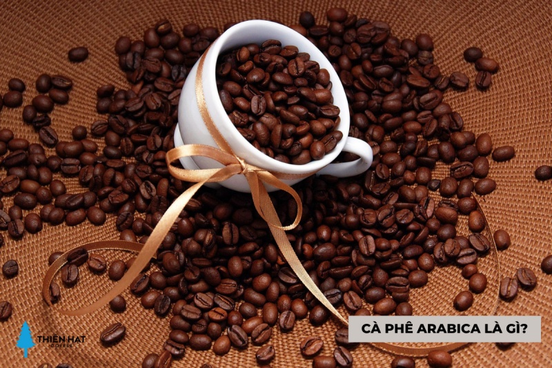 Cà phê Arcabica là gì?