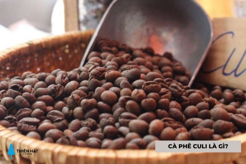 Cùng Thiên Hạt tìm hiểu hạt cà phê Culi là gì?