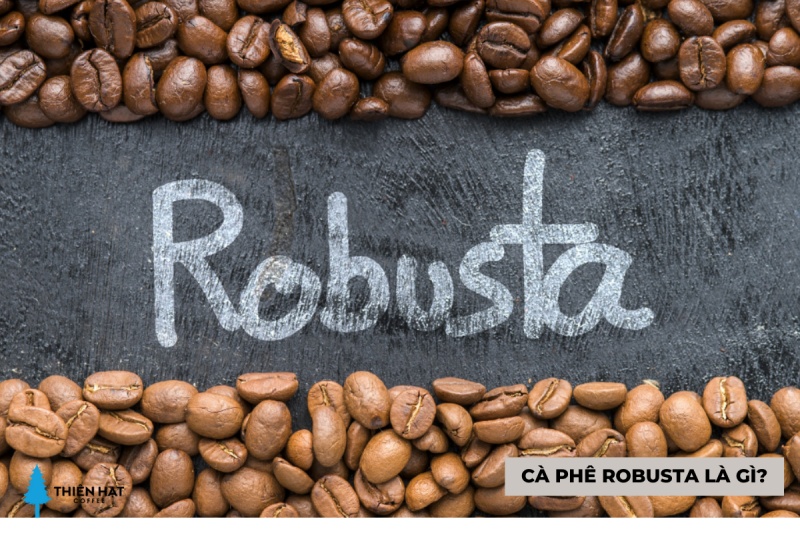 Cà phê Robusta là gì?